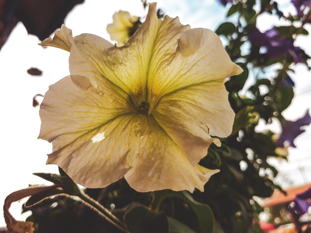 Foto close-up di una pianta a fiore giallo