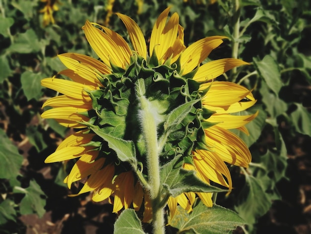 Foto close-up di una pianta a fiore giallo