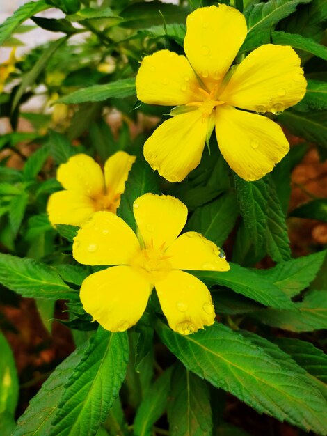 Close-up of yellow flowering plant