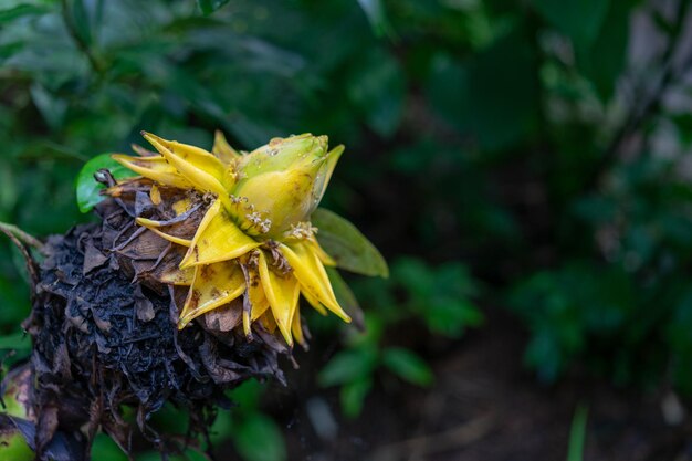 Close-up of yellow flowering plant