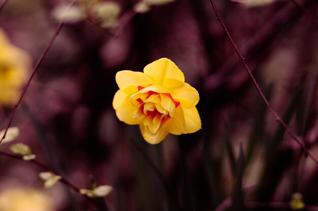 黄色い花の植物のクローズアップ