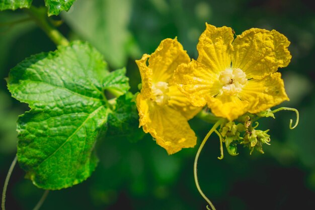 Photo close-up of yellow flowering plant