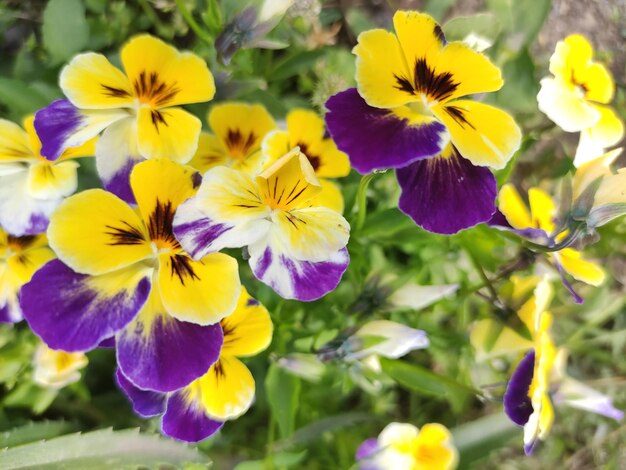 Close-up of yellow flowering plant