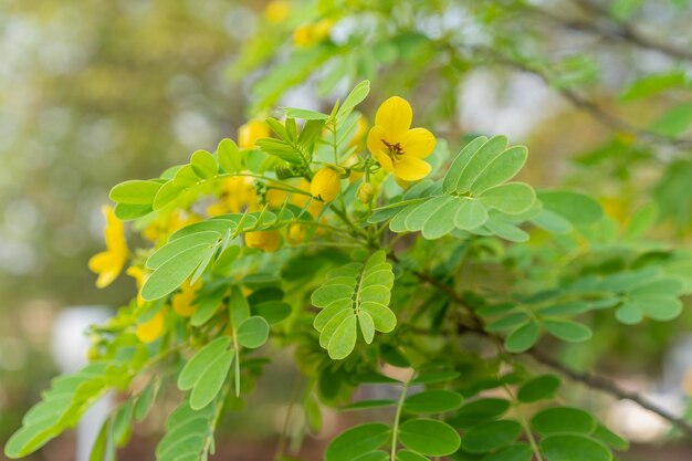 Photo close-up of yellow flowering plant