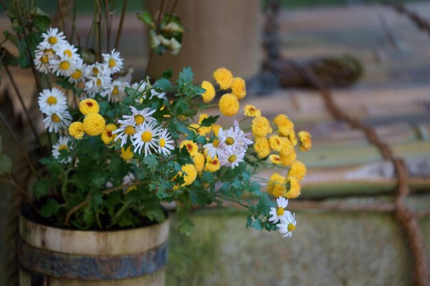 黄色い花の植物のクローズアップ