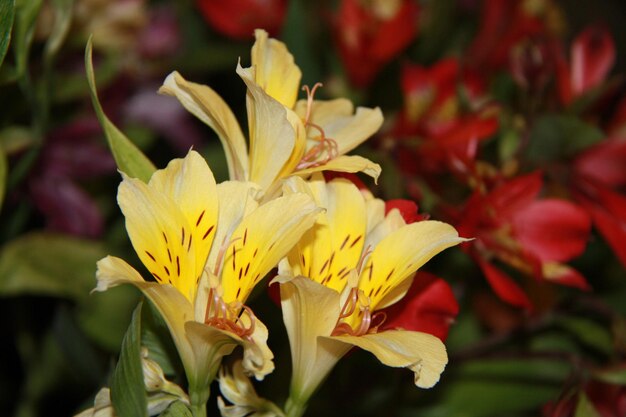 Photo close-up of yellow flowering plant