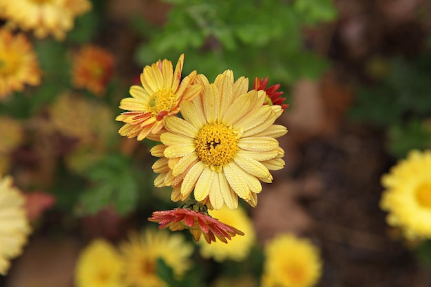 Foto prossimo piano di una pianta a fiori gialli