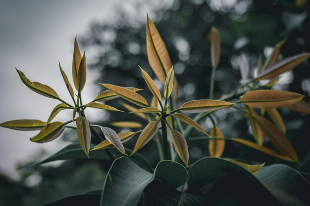 黄色い花の植物のクローズアップ