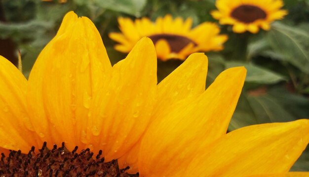 Close-up of yellow flowering plant