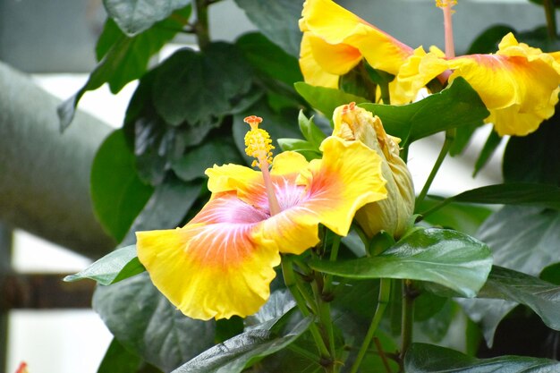 Foto prossimo piano di una pianta a fiori gialli