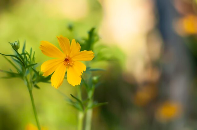 Close-up of yellow flowering plant