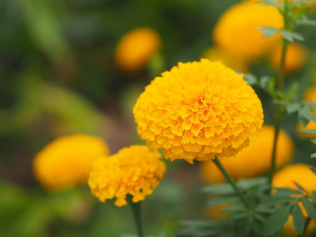 黄色い花の植物のクローズアップ