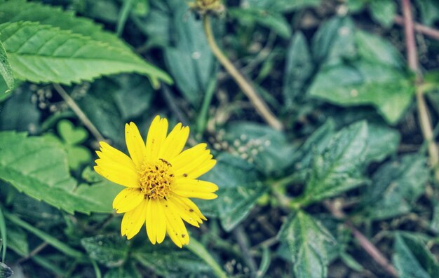 Close-up of yellow flowering plant