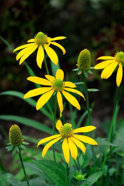 Photo close-up of yellow flowering plant