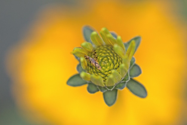 Close-up of yellow flowering plant