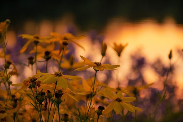 Close-up of yellow flowering plant