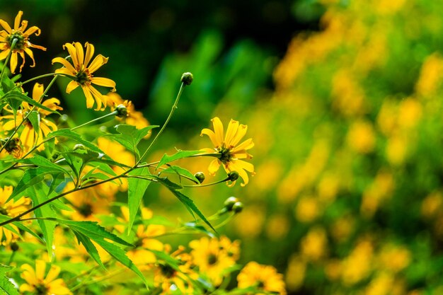 Close-up of yellow flowering plant