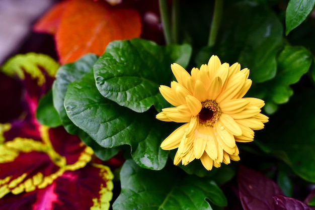 Photo close-up of yellow flowering plant