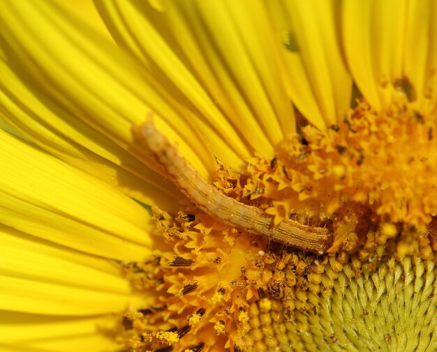 Close-up of yellow flowering plant