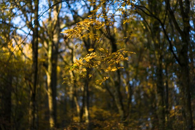 Close-up of yellow flowering plant