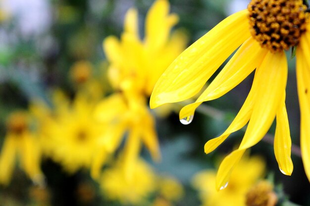 Close-up of yellow flowering plant