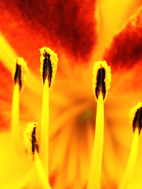 Foto close-up di una pianta a fiore giallo