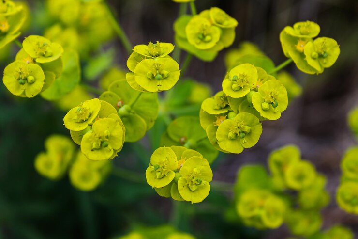 Photo 黄色い花を ⁇ かせる植物のクローズアップ