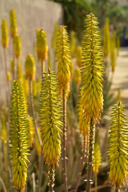 黄色い花の植物のクローズアップ