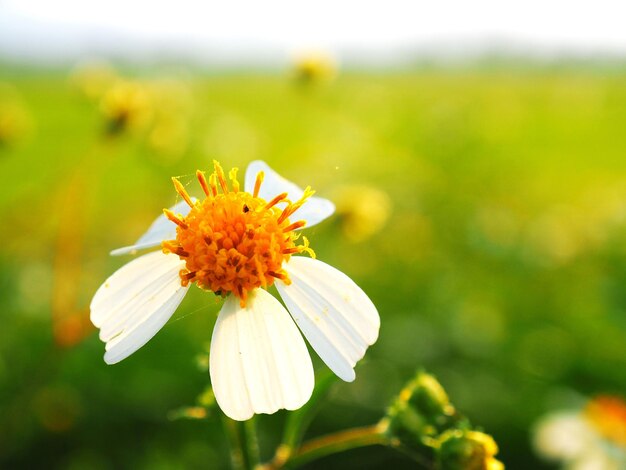 Close-up of yellow flowering plant