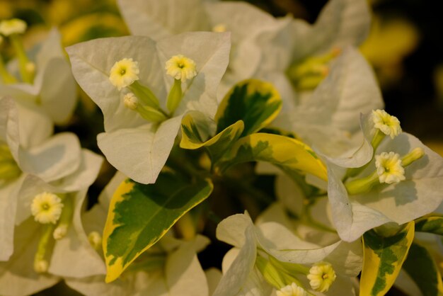 Photo close-up of yellow flowering plant