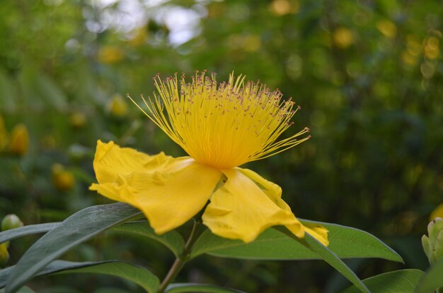 黄色い花の植物のクローズアップ