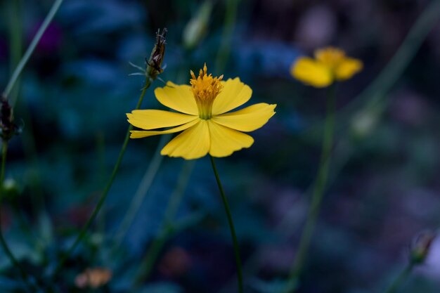 Close-up of yellow flowering plant