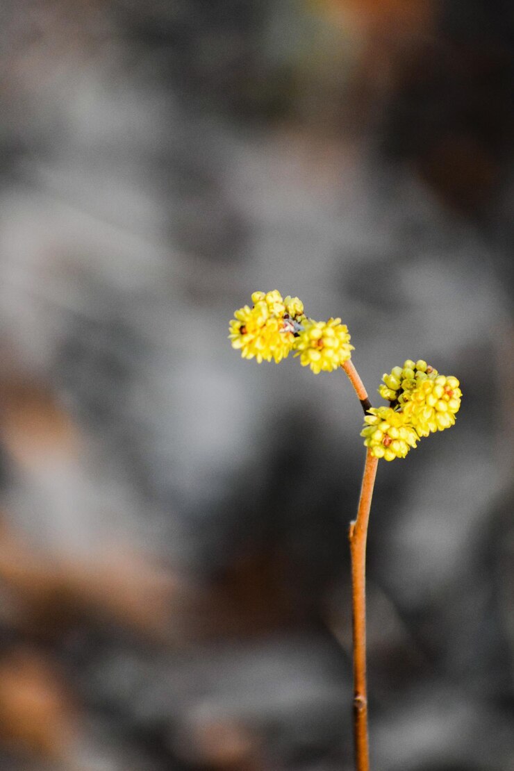 Photo 黄色い花の植物のクローズアップ