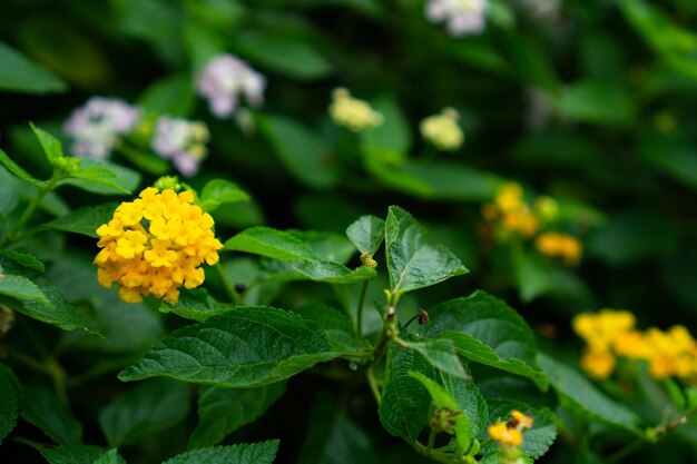 Close-up of yellow flowering plant