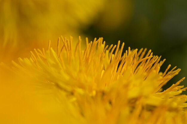 Foto prossimo piano di una pianta a fiori gialli