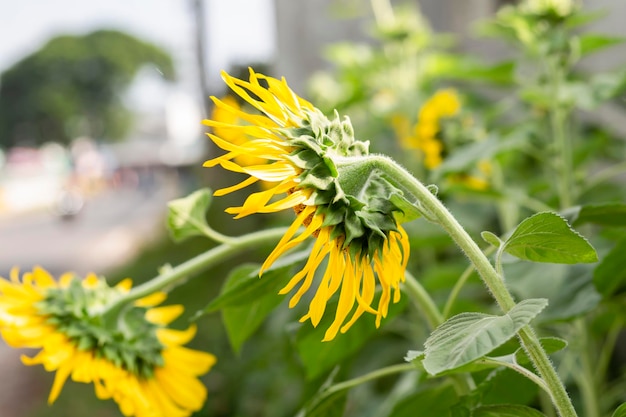 Close-up of yellow flowering plant