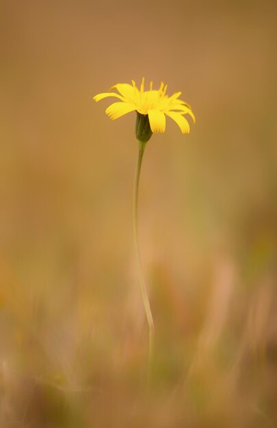 Foto prossimo piano di una pianta a fiori gialli