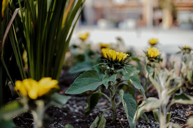 Close-up of yellow flowering plant