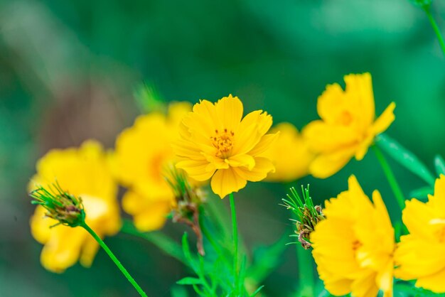 Close-up of yellow flowering plant