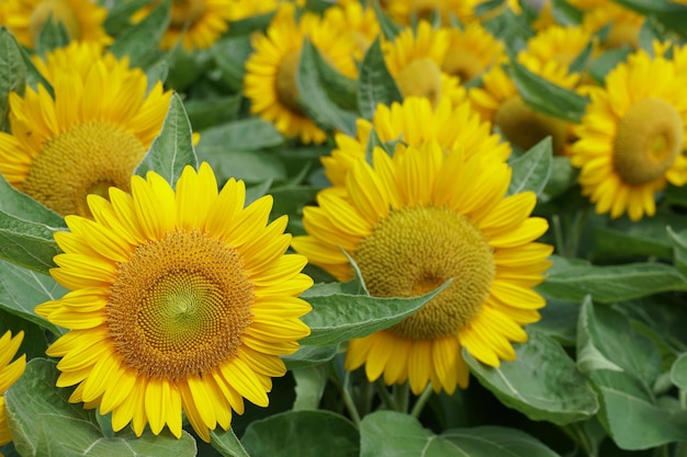 Close-up of yellow flowering plant