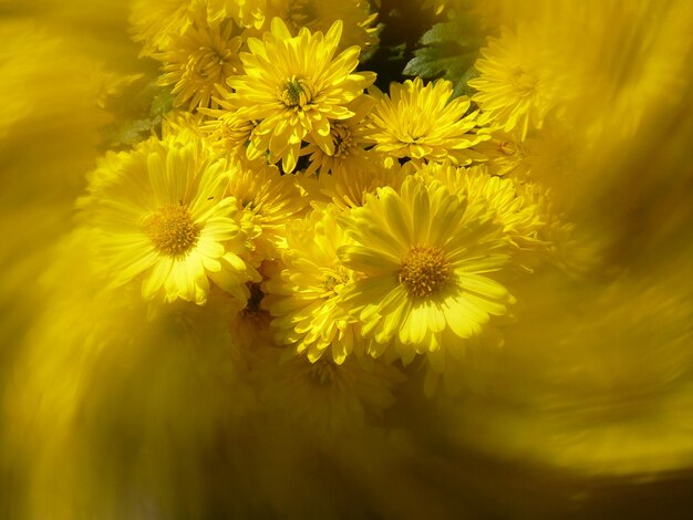 Close-up of yellow flowering plant