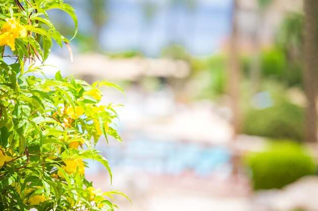 Close-up of yellow flowering plant