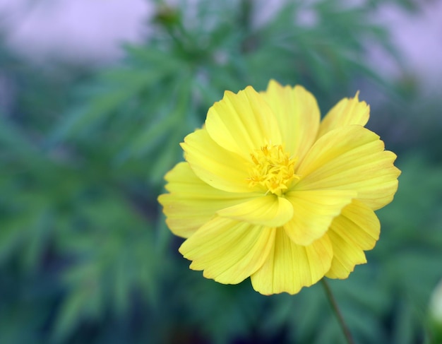 Photo close-up of yellow flowering plant