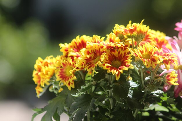 Close-up of yellow flowering plant