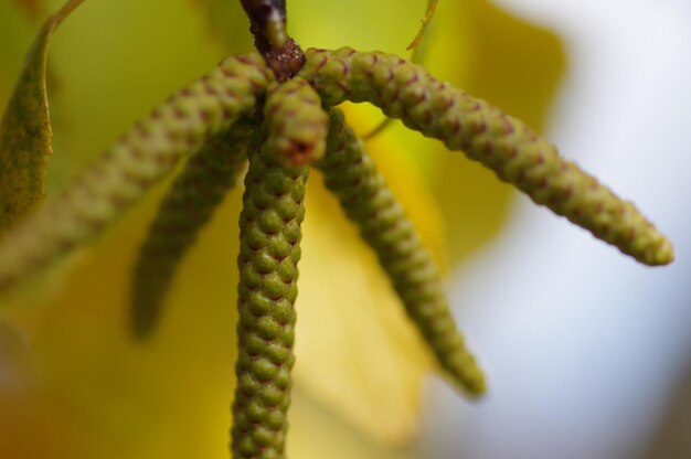 Close-up of yellow flowering plant