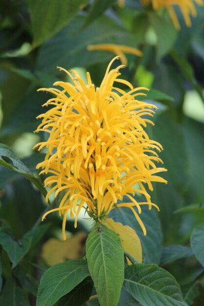 Close-up of yellow flowering plant