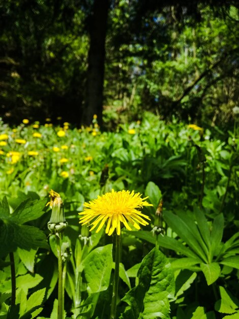 Close-up of yellow flowering plant