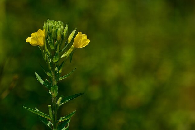 Close-up of yellow flowering plant