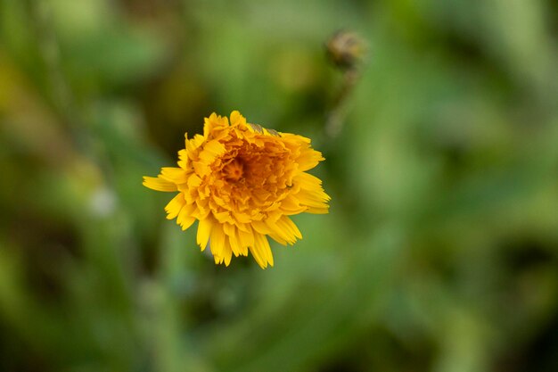 Close-up of yellow flowering plant