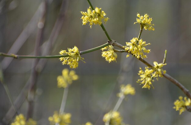 Photo close-up of yellow flowering plant